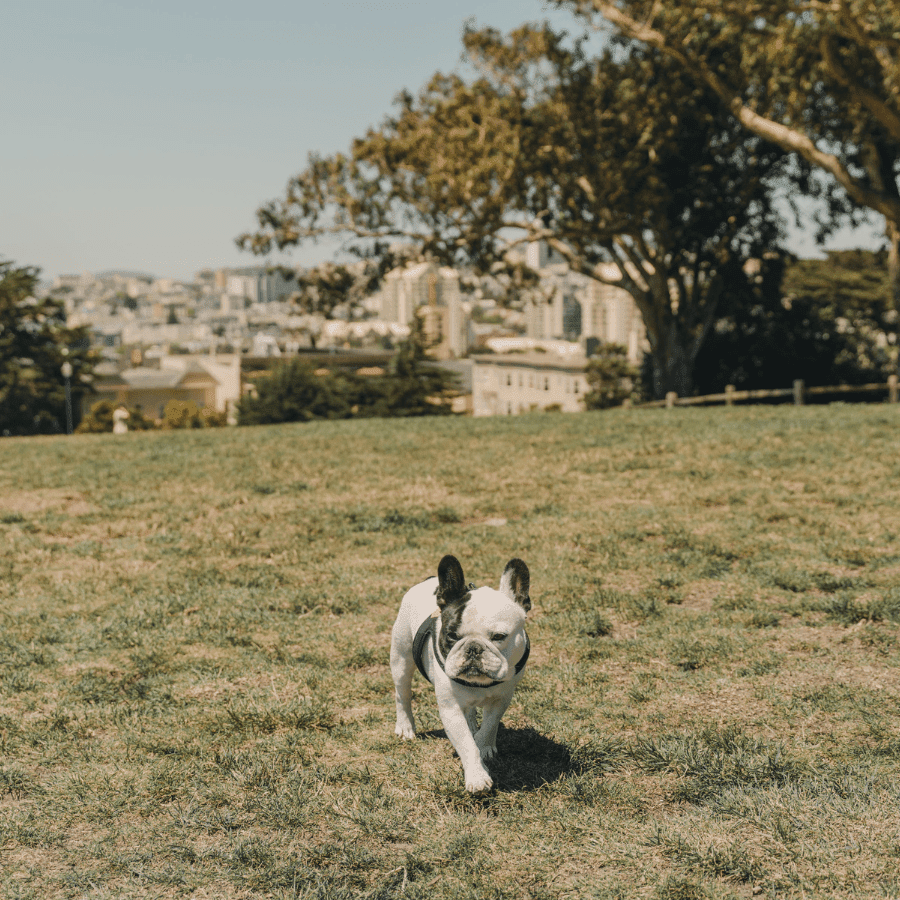 5 Best Dog Parks in San Francisco (and Why)