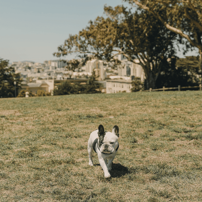 5 Best Dog Parks in San Francisco (and Why)
