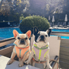 Escape to Paradise with Your Pampered Pup: Fairmont Sonoma Mission Inn & Spa