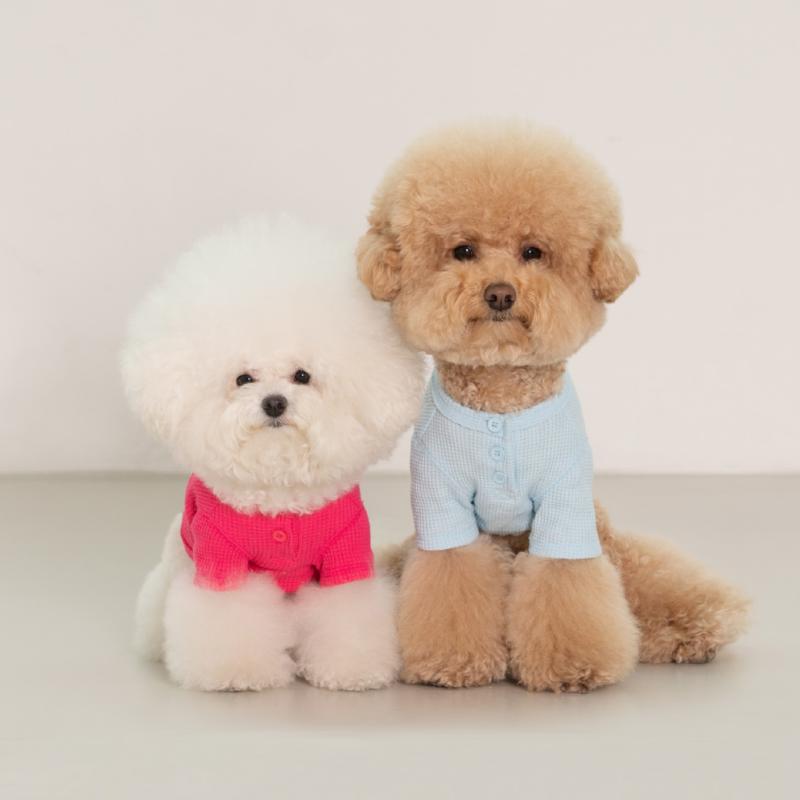 Dentists Appointment