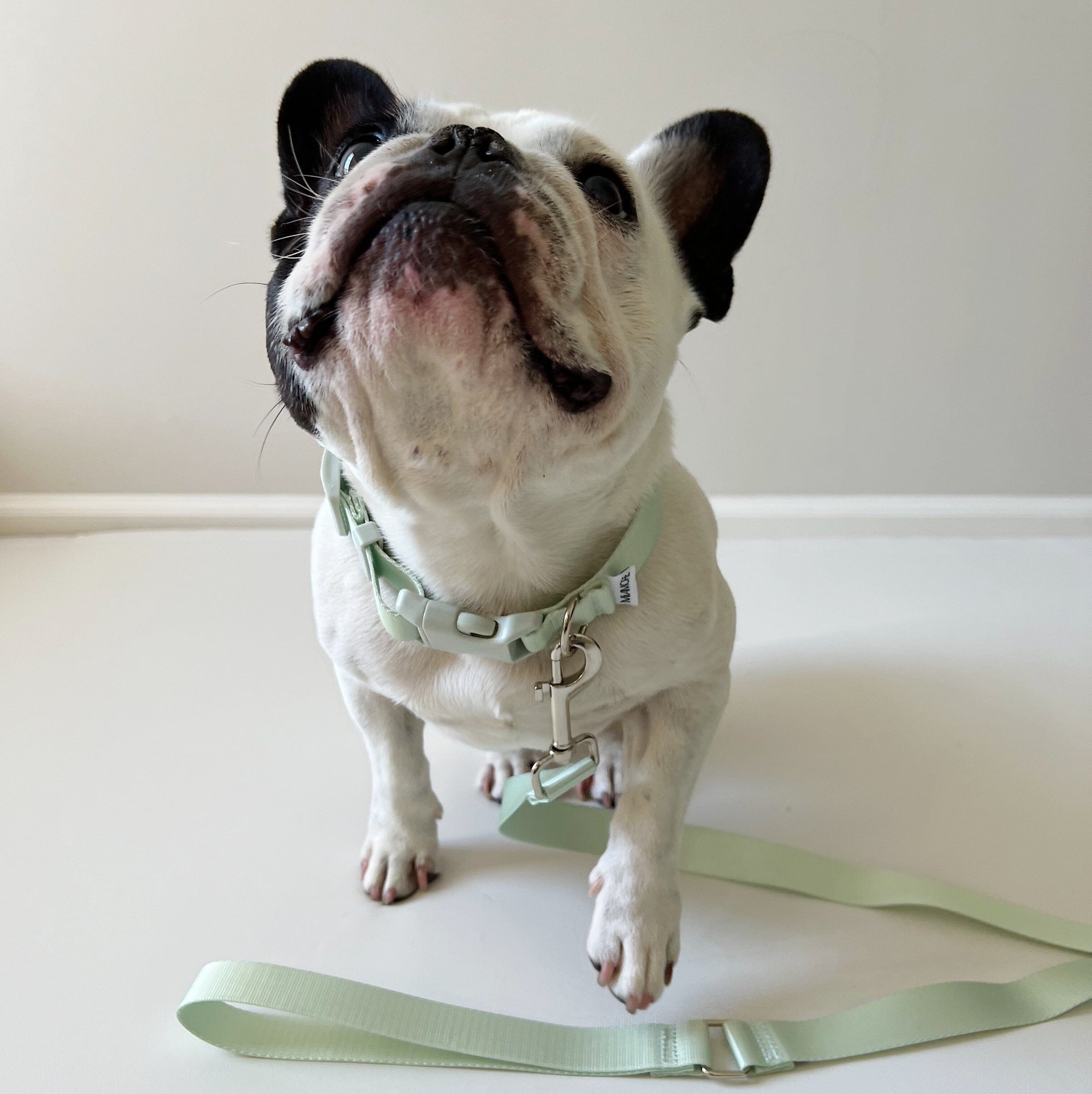Amore Dog Collar - Mint Green Collar MiAmore Pets