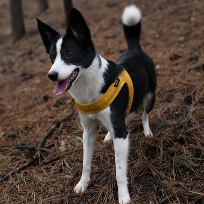 Town Cordura Harness - Yellow Harness Charlie's Backyard