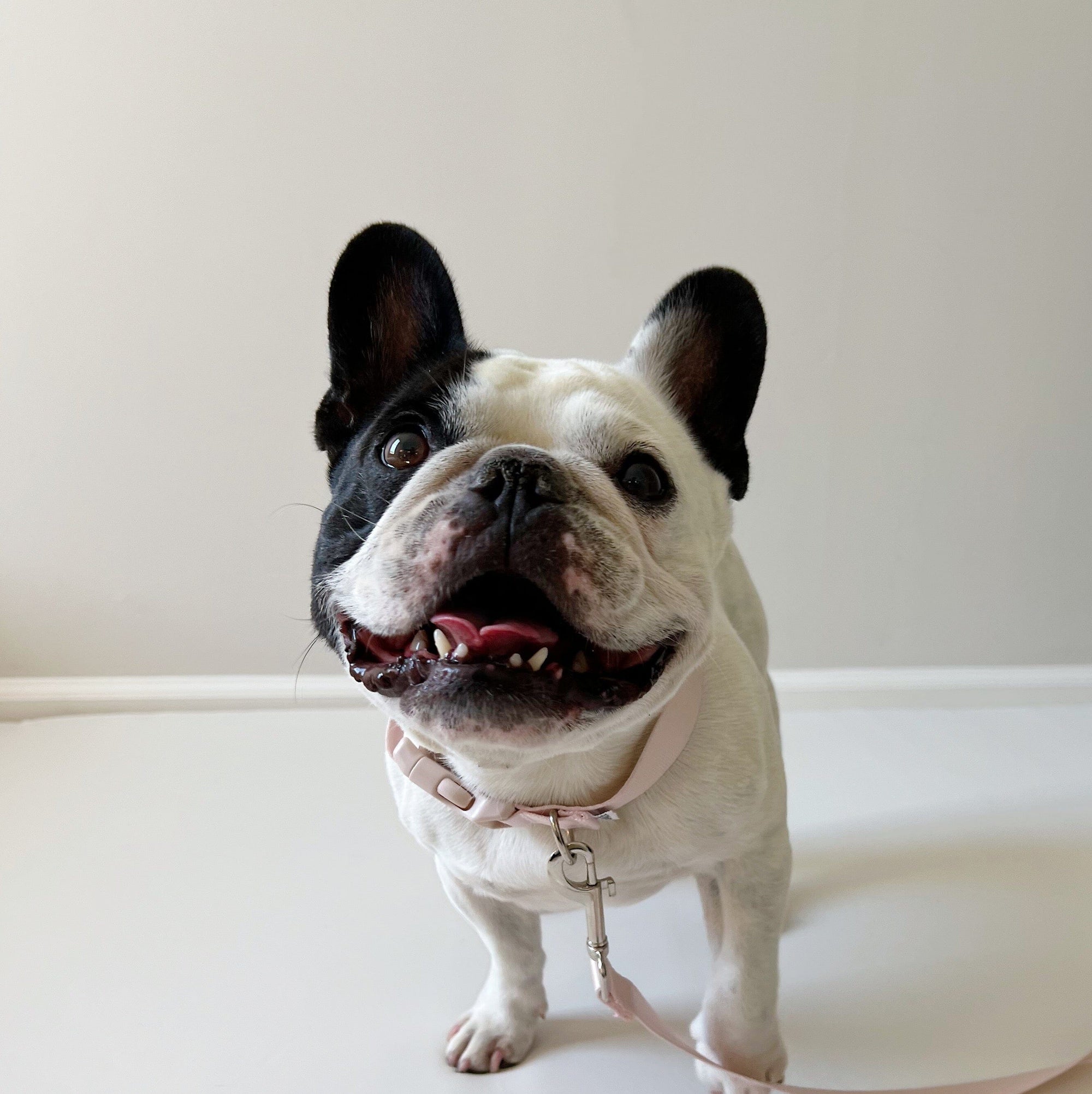 Amore Dog Collar - Petal Pink Collar MiAmore Pets