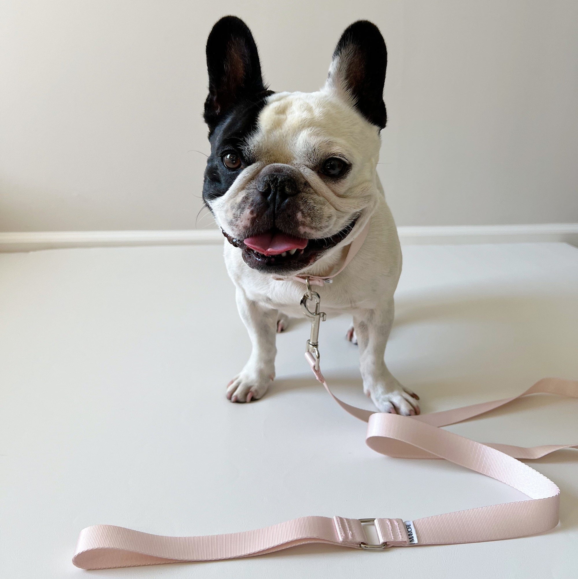 Amore Dog Collar - Petal Pink Collar MiAmore Pets