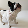 Amore Dog Collar - Petal Pink Collar MiAmore Pets 