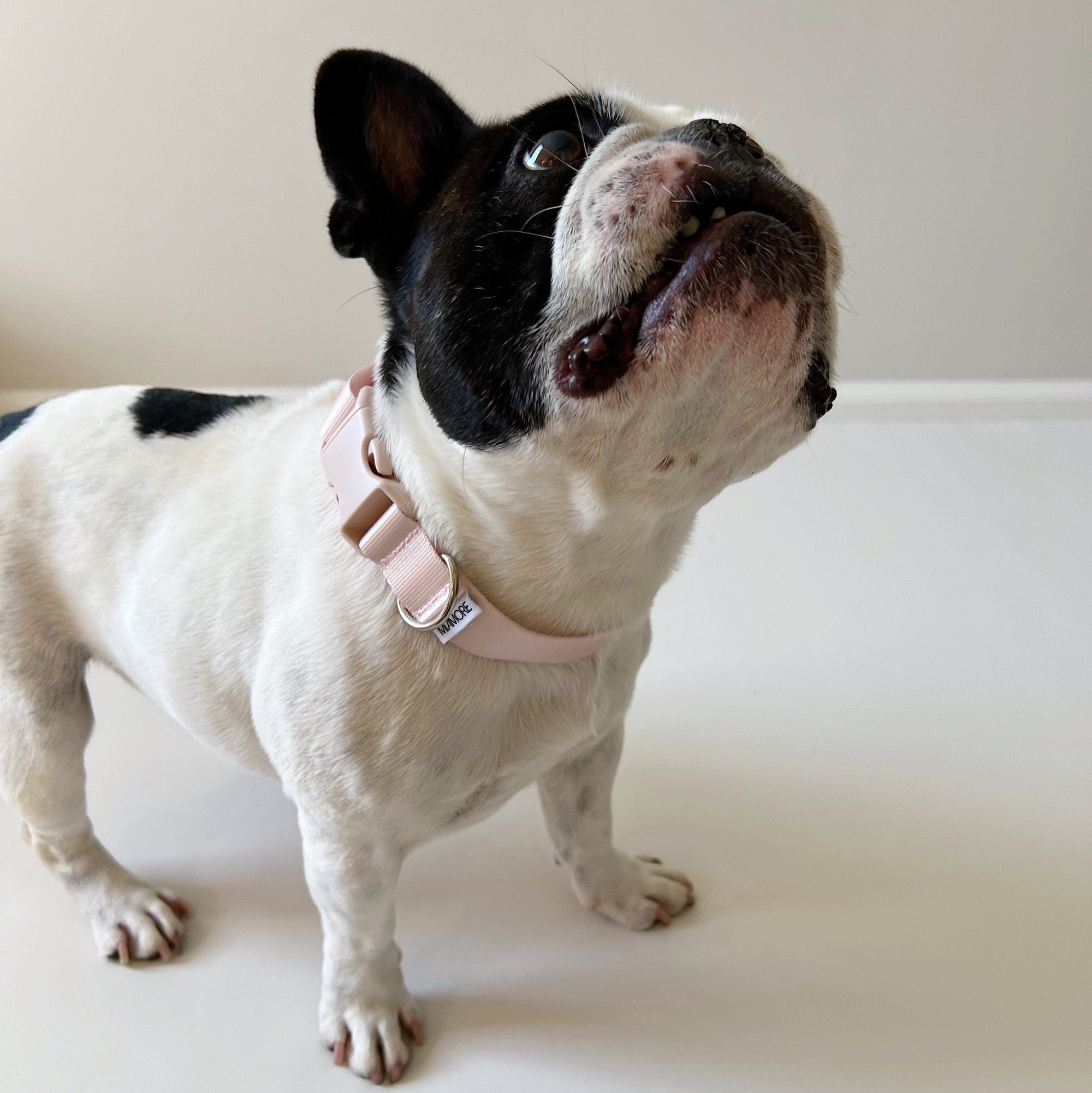 Amore Dog Collar - Petal Pink Collar MiAmore Pets