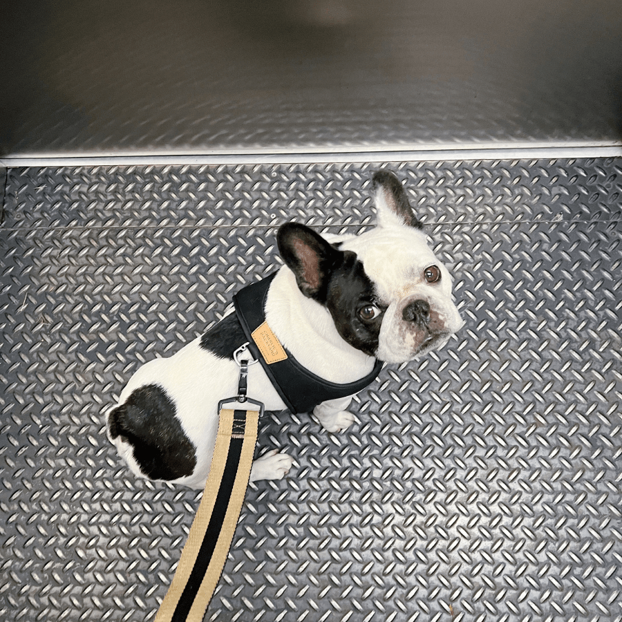 Town Harness - Black Harness Charlie's Backyard