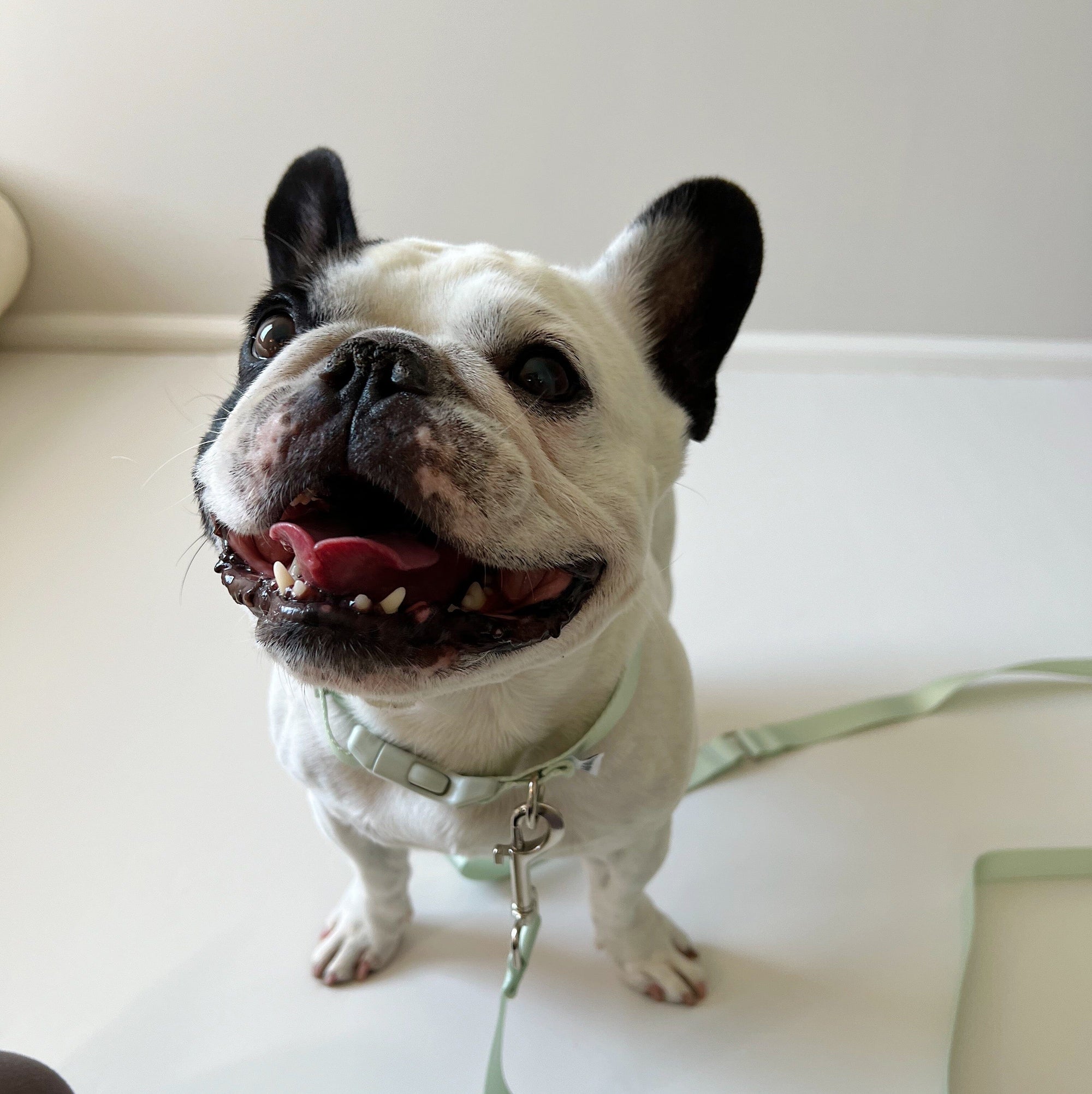 Amore Dog Collar - Mint Green Collar MiAmore Pets