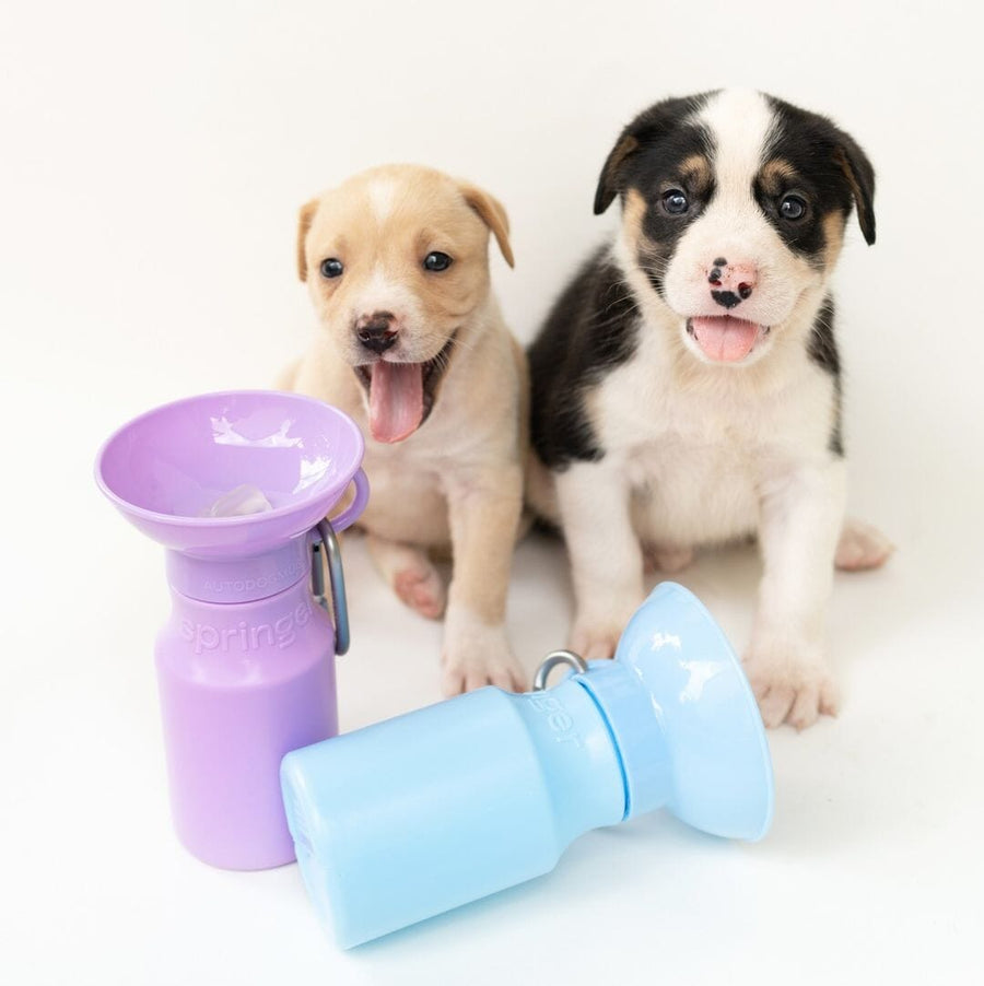 Travel Water Bottle for Dogs (15oz) - Lilac Bowl Springer 