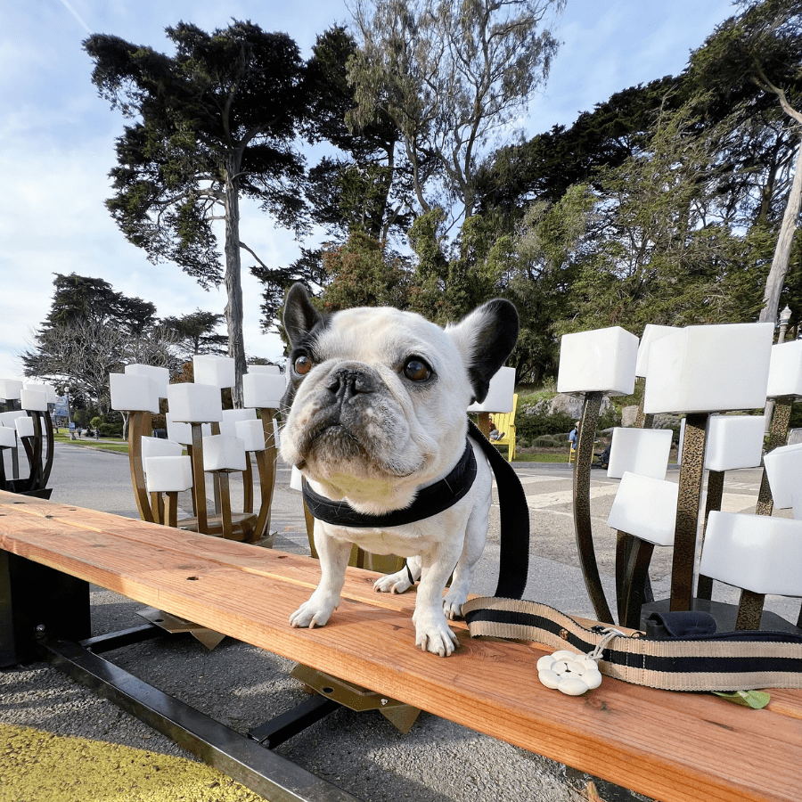 Town Harness - Black Harness Charlie's Backyard