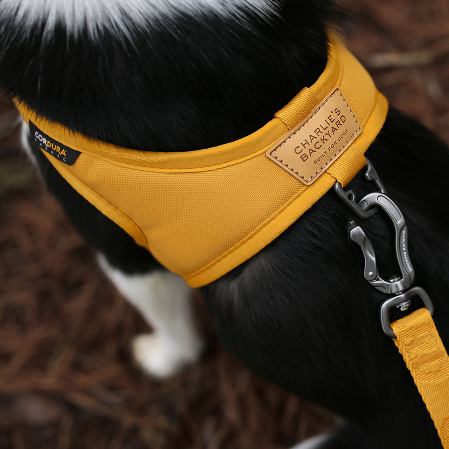 Town Cordura Leash - Yellow Leash Charlie's Backyard 