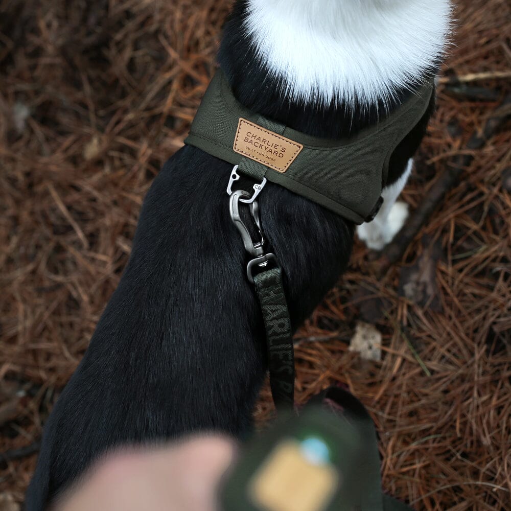 Town Cordudra Leash - Khaki Green Leash Charlie's Backyard