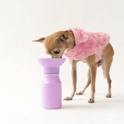 Travel Water Bottle for Dogs (15oz) - Lilac Bowl Springer