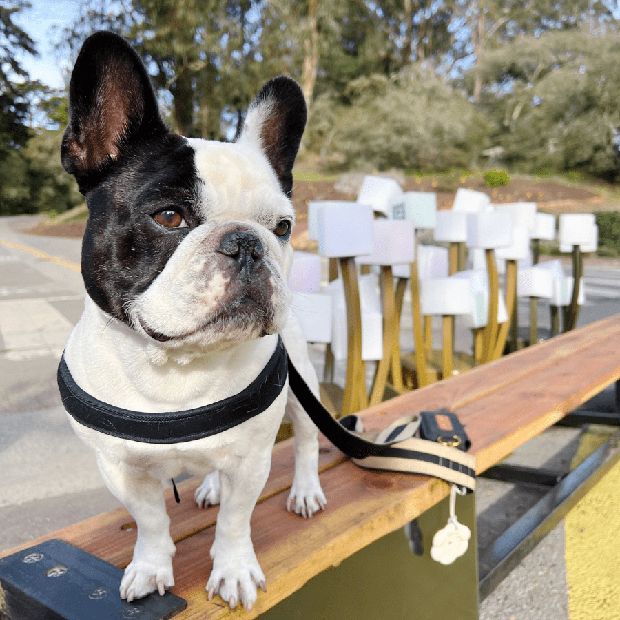 Town Harness - Black Harness Charlie's Backyard