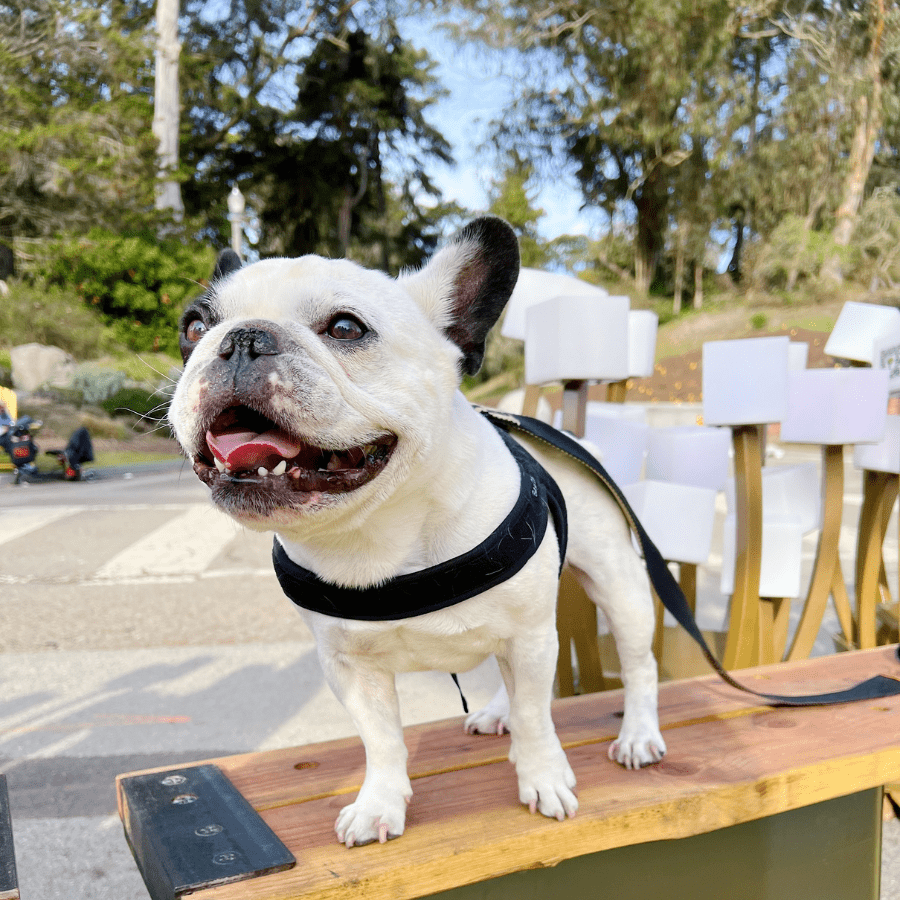 Town Harness - Black Harness Charlie's Backyard