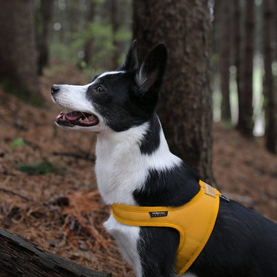 Town Cordura Harness - Khaki Green Harness Charlie's Backyard