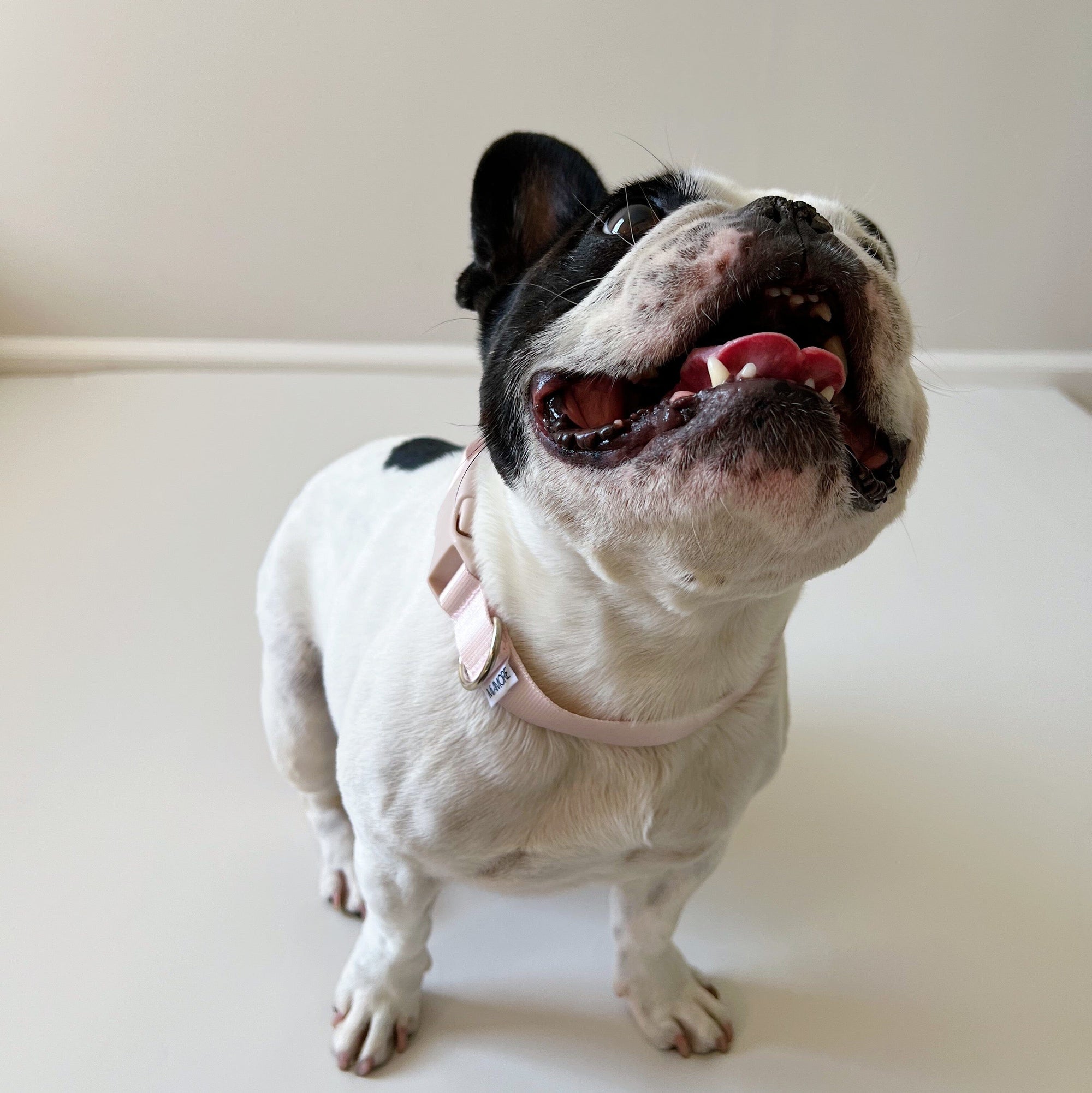 Amore Dog Collar - Petal Pink Collar MiAmore Pets