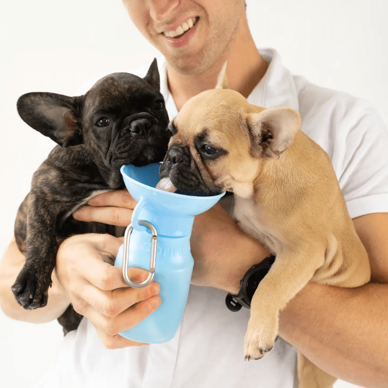Travel Water Bottle for Dogs (15oz) - Sky Blue Bowl Springer 
