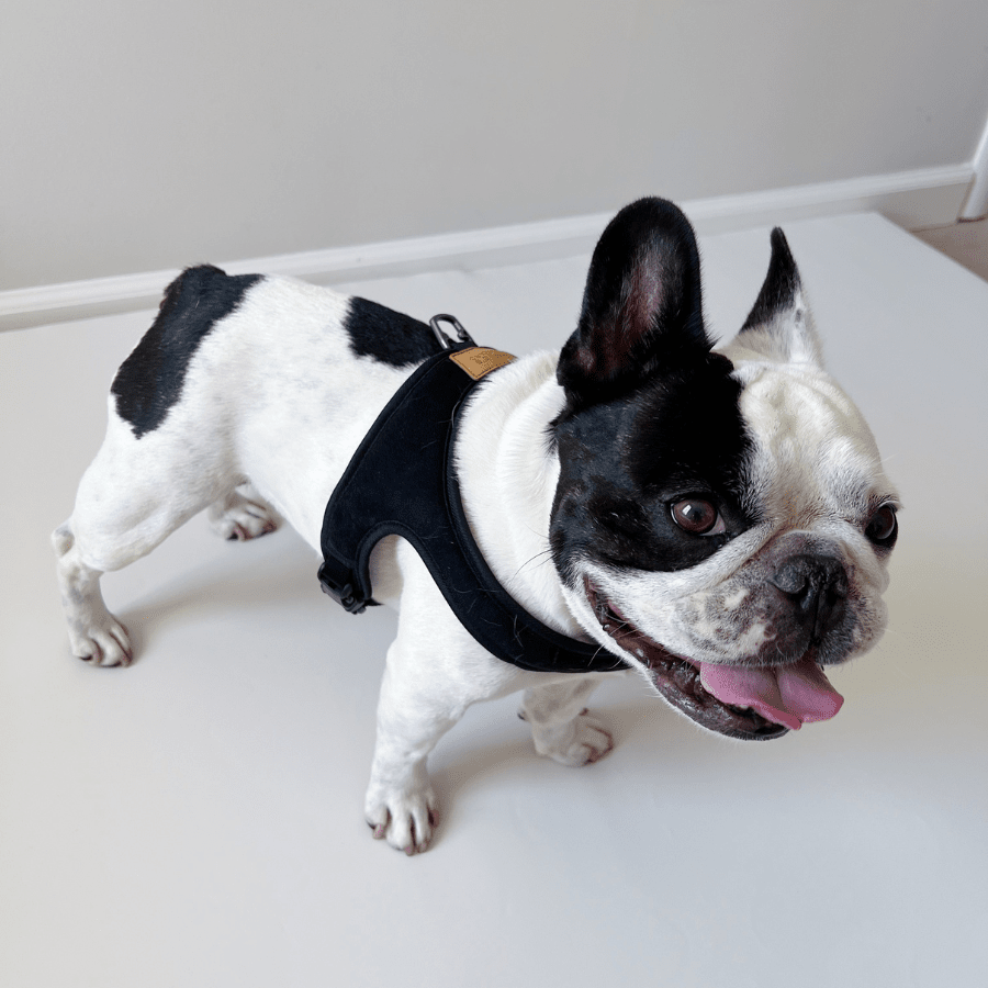 Town Harness - Black Harness Charlie's Backyard