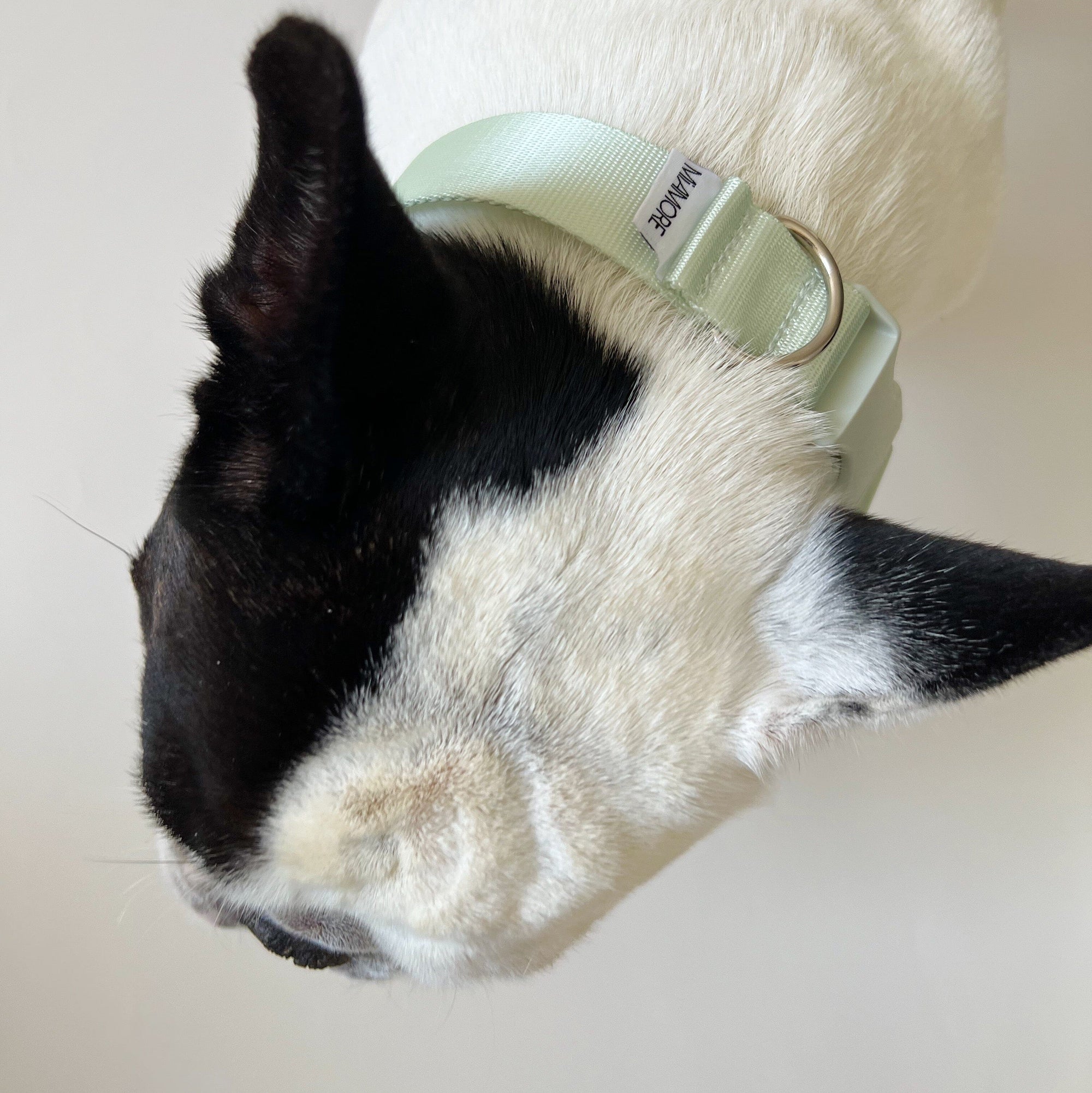 Amore Dog Collar - Mint Green Collar MiAmore Pets