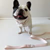 Amore Dog Leash - Petal Pink Leash MiAmore Pets 