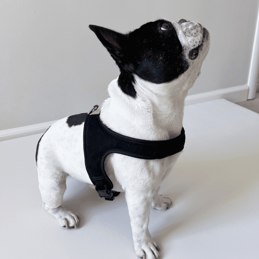 Town Cordura Harness - Khaki Green - Spotted By Humphrey