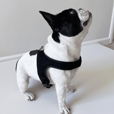 Town Cordura Harness - Khaki Green Harness Charlie's Backyard