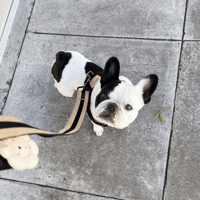 Town Cordura Harness - Yellow Harness Charlie's Backyard