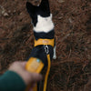 Town Cordura Harness - Yellow Harness Charlie's Backyard