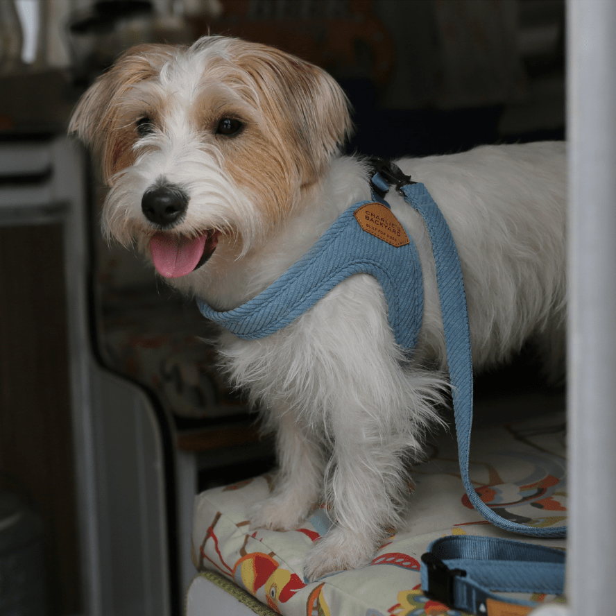 Roy Buckle-Up Easy Harness - Baby Blue Harness Charlie's Backyard