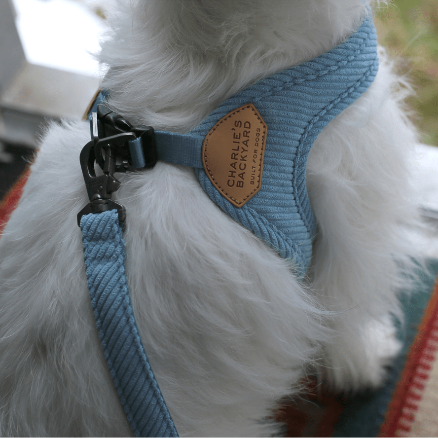 Roy Buckle-Up Easy Harness - Baby Blue Harness Charlie's Backyard
