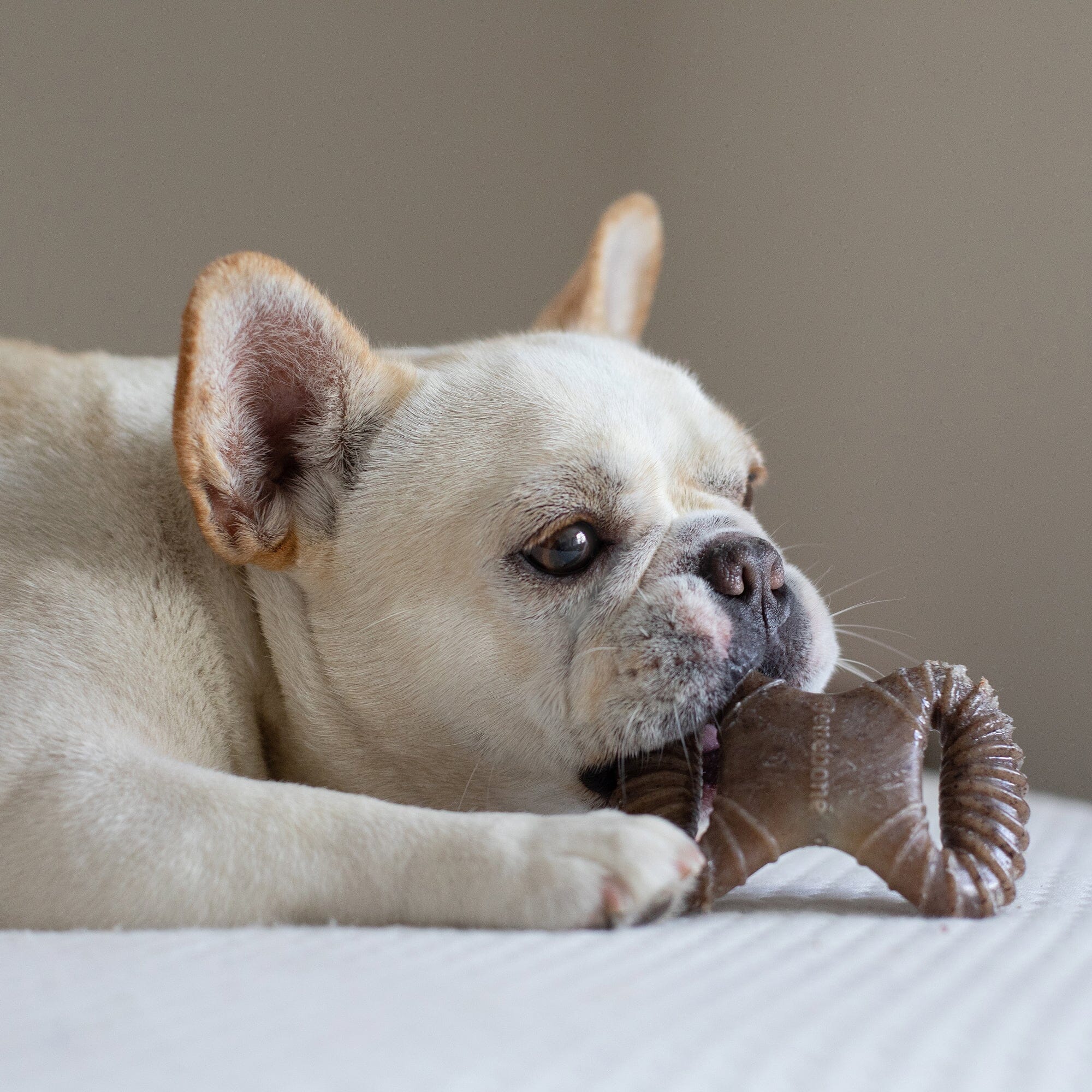 Benebone dental dog chew toy sale