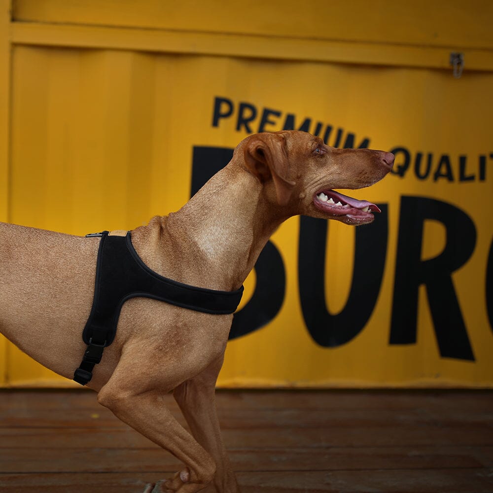 Town Harness - Black Harness Charlie's Backyard