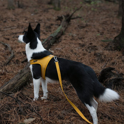 Town Cordura Harness - Yellow Harness Charlie's Backyard