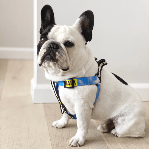 Smiley Face Dog Harness - Yellow - Spotted By Humphrey