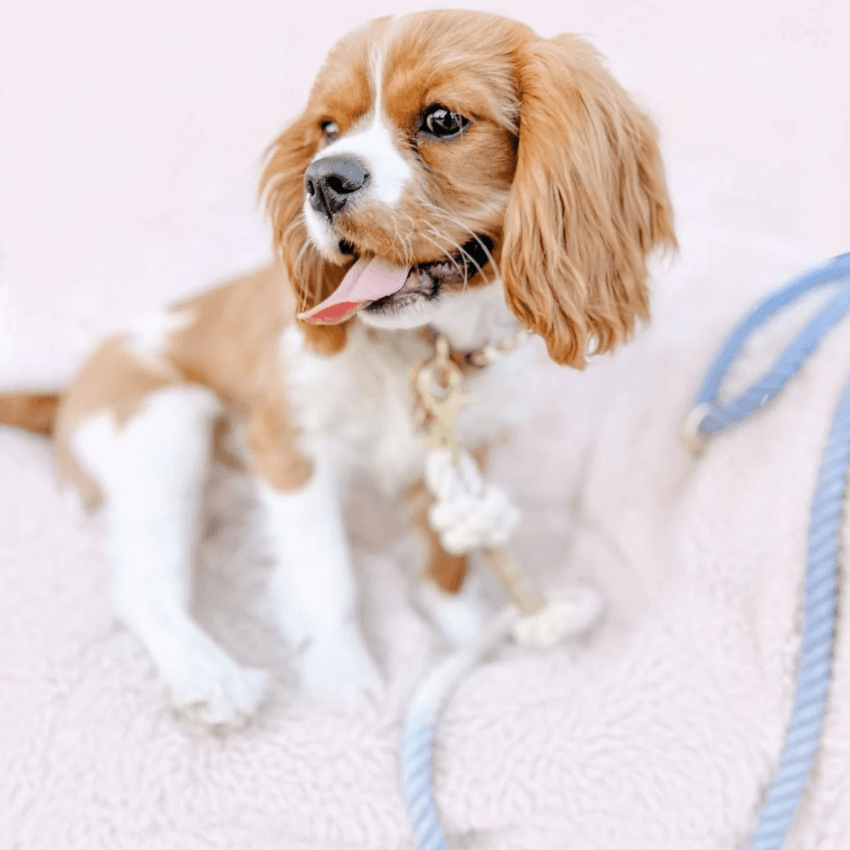 Rope Dog Leash - Blue Cotton Leash Furlou