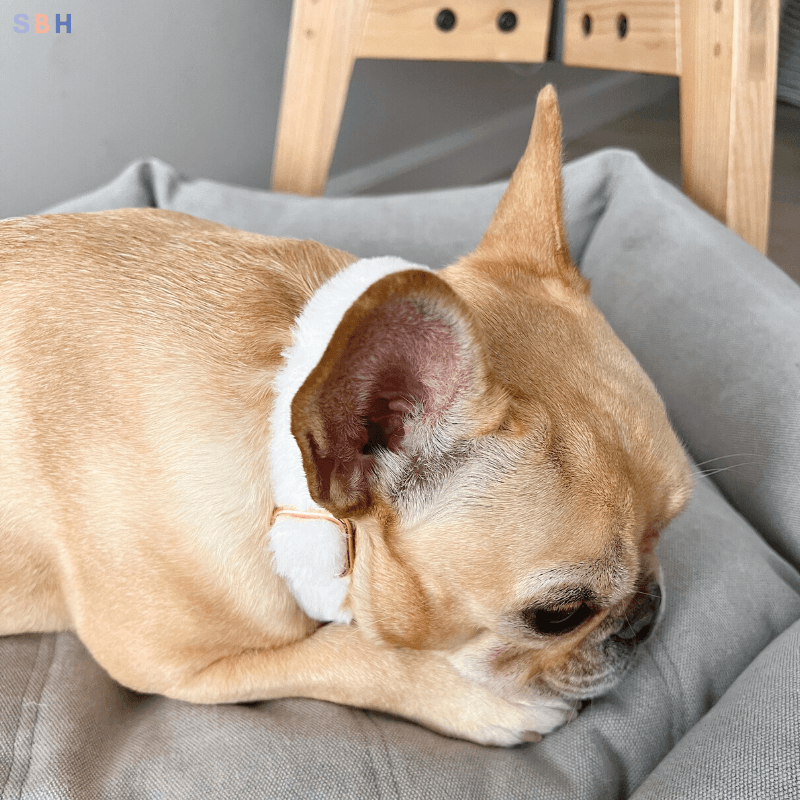 Fluffy Collar - White Collar Officer Sniffy