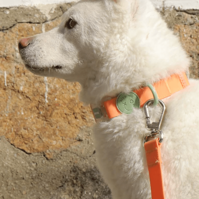 Macaron Waterproof Collar and Leash Set (4 Colors) Collar Bite Me