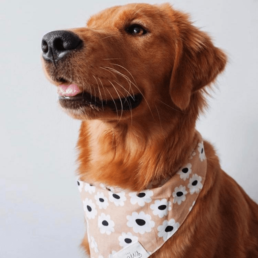 Sierra Daisy Dog Bandana Bandana The Paws