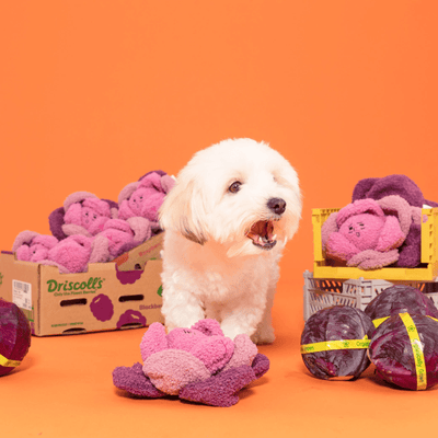Red Cabbage Interactive Nose Work Dog Toy Toy The Furryfolks