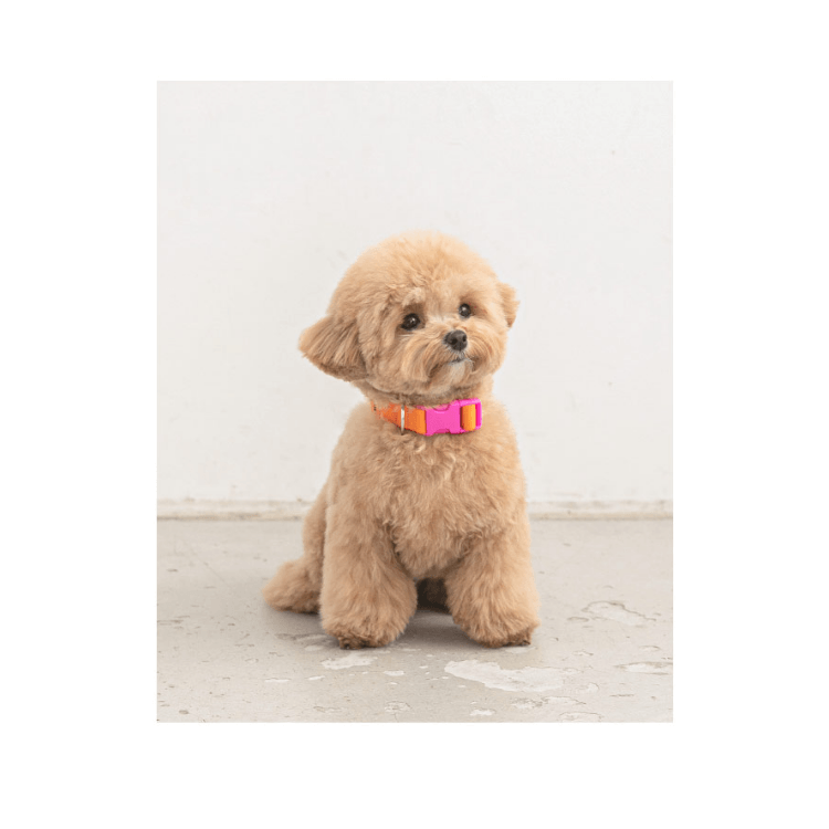 Candy Crayon Leash - Orange Leash Bite Me