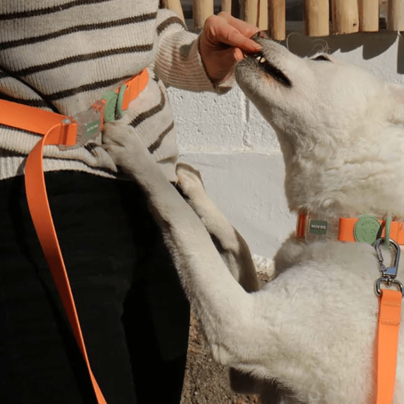 Macaron Waterproof Collar and Leash Set (4 Colors) Collar Bite Me