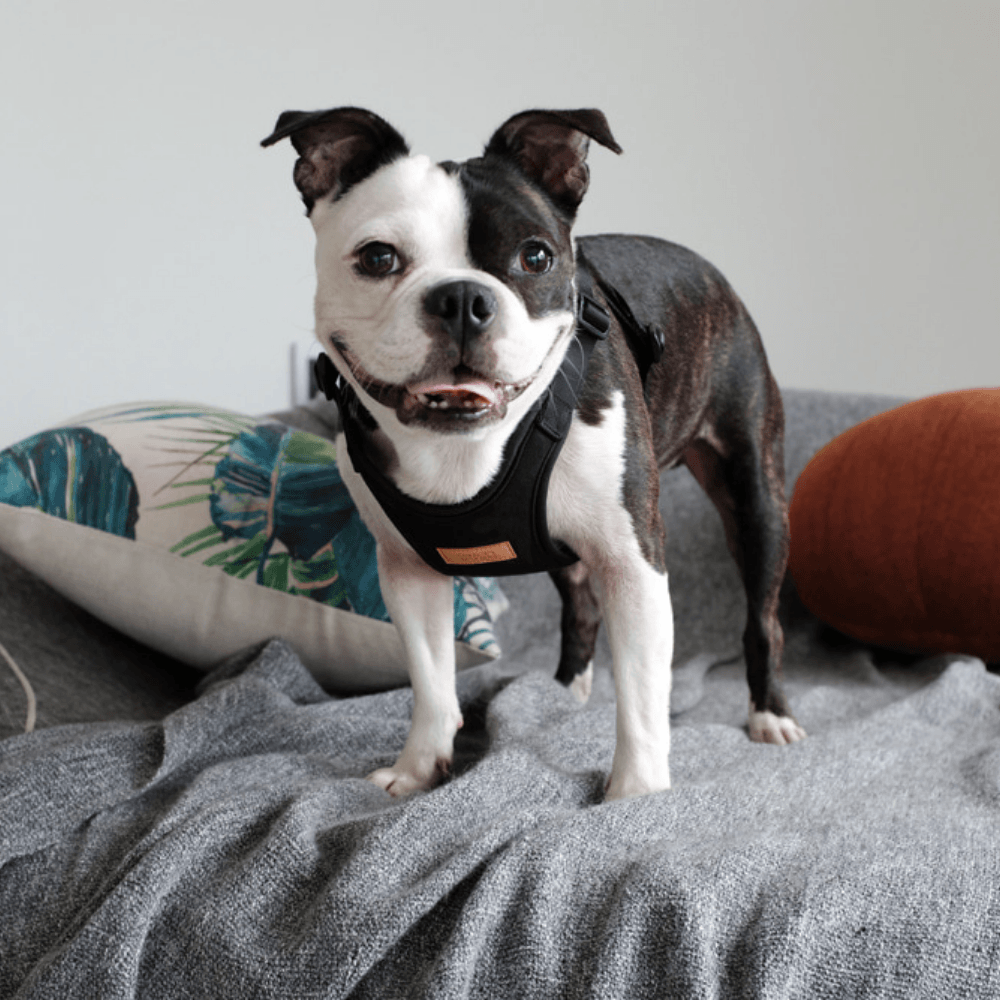 Comfort Harness - Black Harness Charlie's Backyard