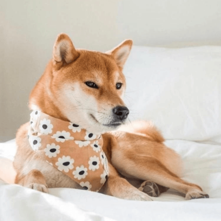 Sierra Daisy Dog Bandana Bandana The Paws