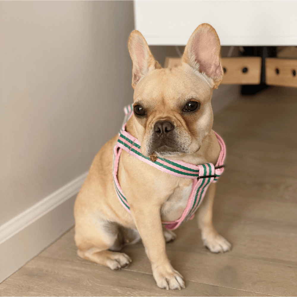 Le Classic Harness - Rue La Rose Harness Saint Rue