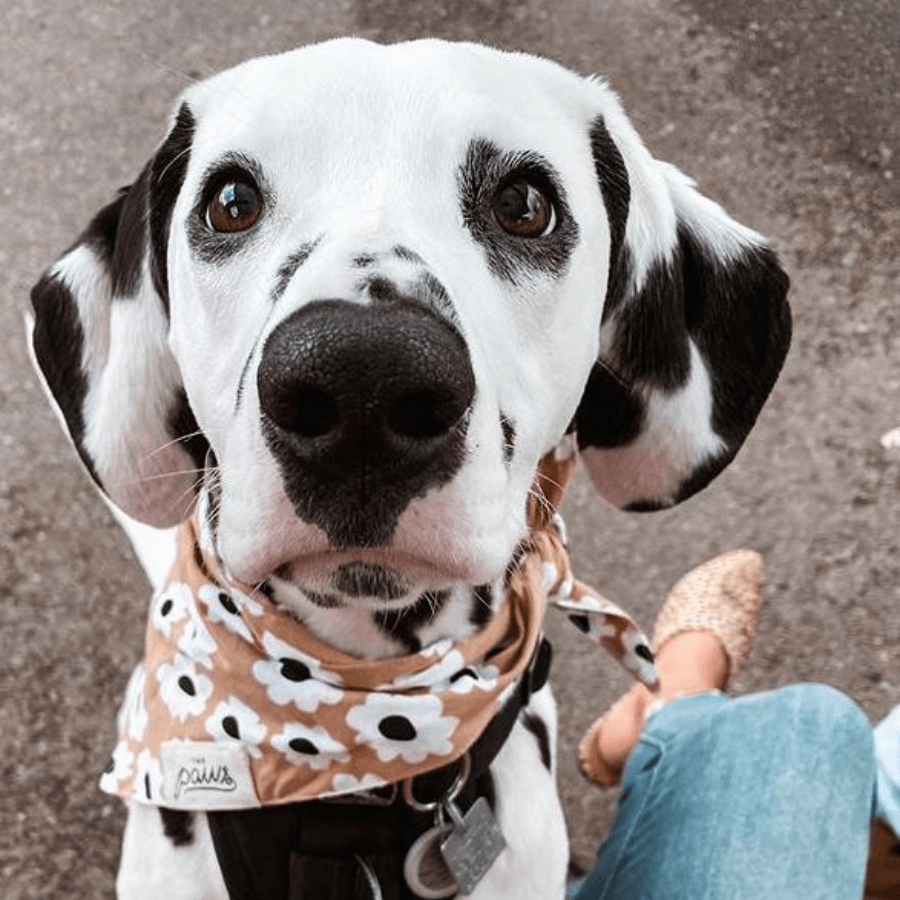 Sierra Daisy Dog Bandana Bandana The Paws