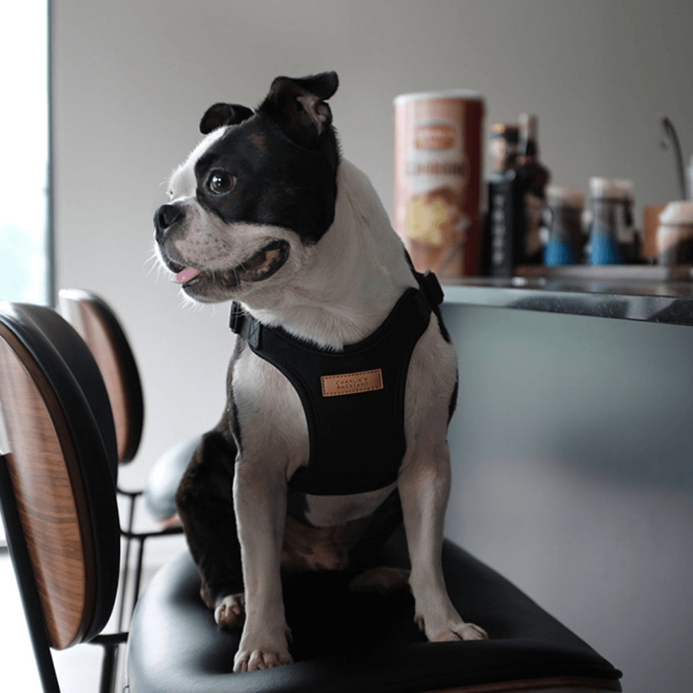 Comfort Harness - Black Harness Charlie's Backyard