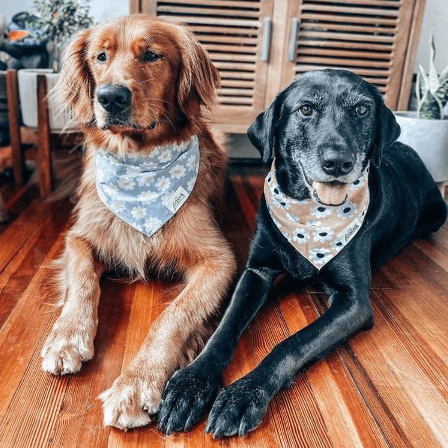 Sierra Daisy Dog Bandana Bandana The Paws