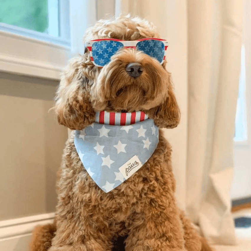 Red and Blue Stars Dog Bandana Bandana The Paws