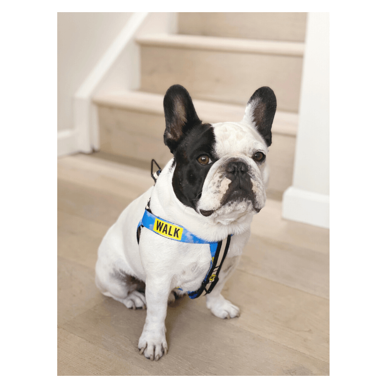 Le Sport Harness - Walk Harness Saint Rue